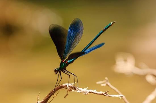 signification libellule bleue